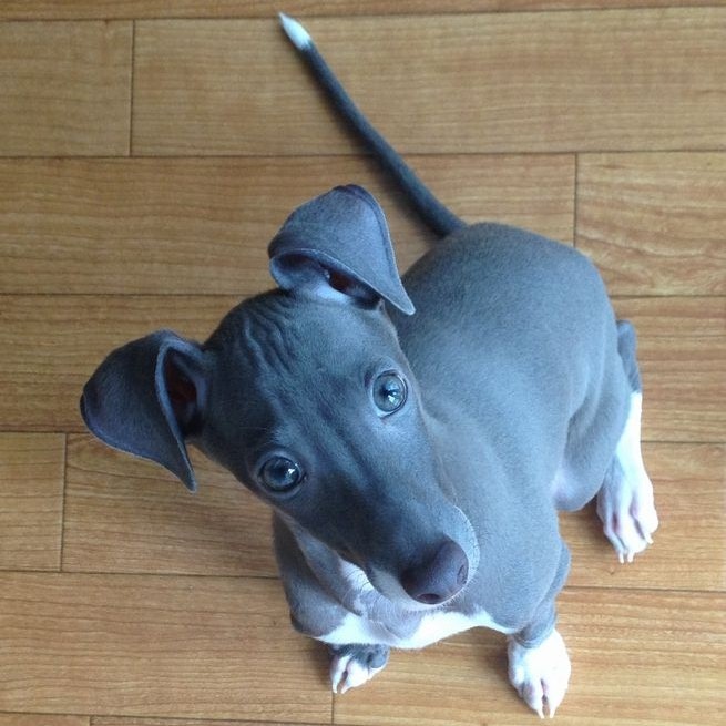 よろしくお願いします